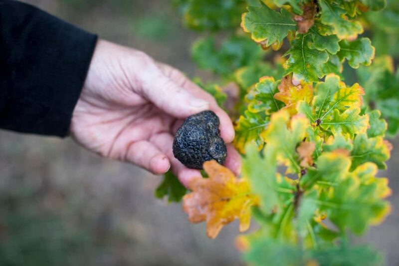 From location: Truffle farm visit, culinary workshop, meal - Practical Details: Duration, Accessibility, and What to Bring