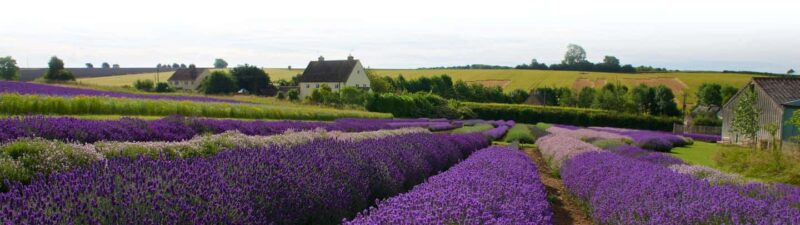 From London: Cotswolds, Country Pub Lunch & Lavender Fields - Exploring the Beauty of Cotswolds Lavender Fields