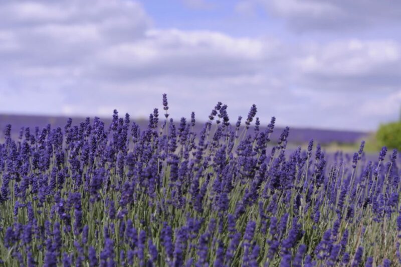 From London: Cotswolds, Country Pub Lunch & Lavender Fields - Reaching Corners of the Countryside Larger Coaches Cannot Access