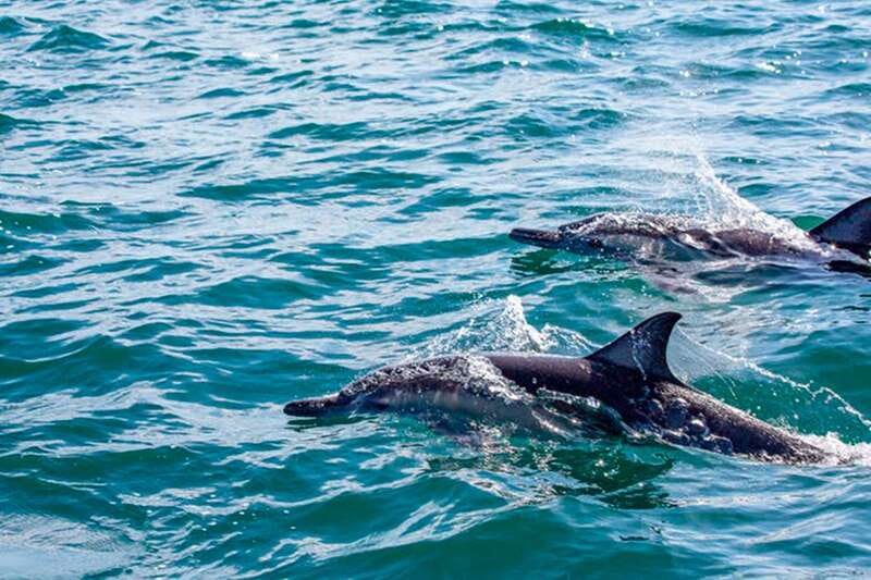 From Loreto: Coronado Island Snorkel - Key Points