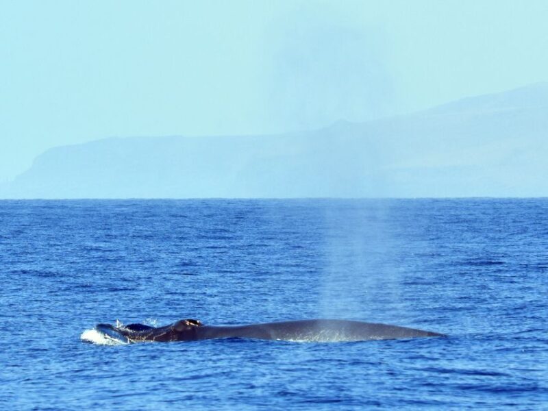 From Los Gigantes: Whale Watching Sailboat Cruise - Authentic Spanish Tapas and Refreshments on Board