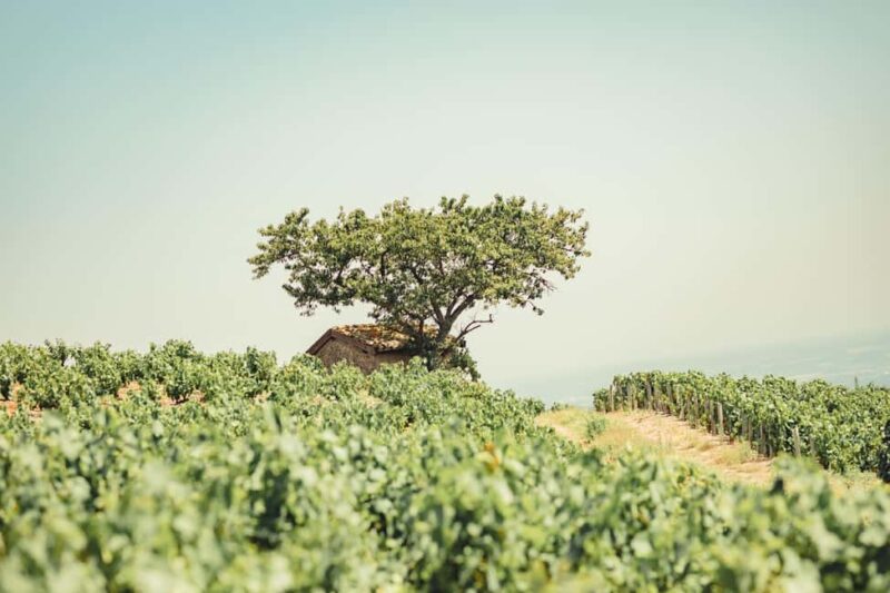 From Lyon: Burgundy Private Half Day Tour by Defender - Comparing This Tour to Similar Experiences
