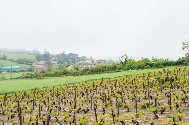 From Lyon: Golden Stones Beaujolais Wine Tasting Tour - Guide Expertise and Tour Pacing