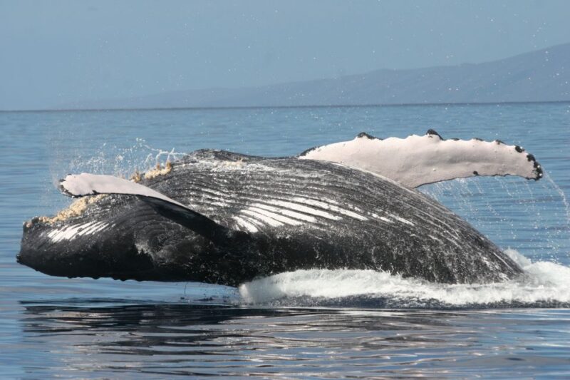 From Ma'alaea: Afternoon Whale Watch Tour Aboard the Malolo - Who Will Enjoy This Tour Most?