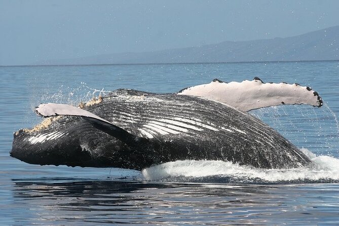 From Ma'alaea Harbor: Sunset Whale Watch Tour Aboard the Malolo - Underwater Hydrophone and Whale Song