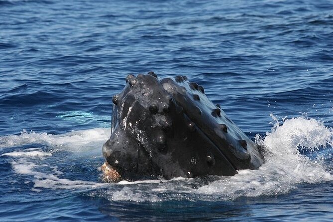 From Ma'alaea Harbor: Sunset Whale Watch Tour Aboard the Malolo - Crew Expertise and Narration Style