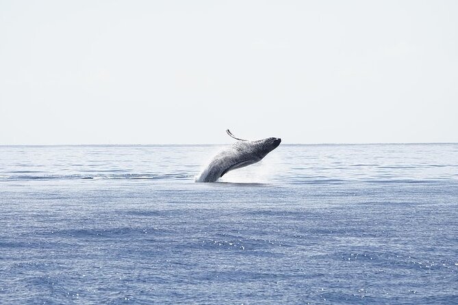 From Ma'alaea Harbor: Sunset Whale Watch Tour Aboard the Malolo - Potential Drawbacks and Considerations