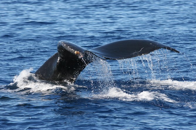 From Ma'alaea Harbor: Whale Watch Cruise Aboard the Malolo - Comparing This Tour to Other Maui Whale Watching Options