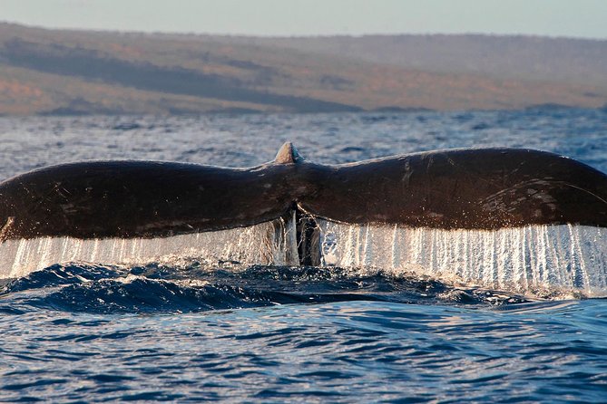 From Maalaea: Whale Watching Tour Aboard the Quicksilver - Common Challenges and Considerations