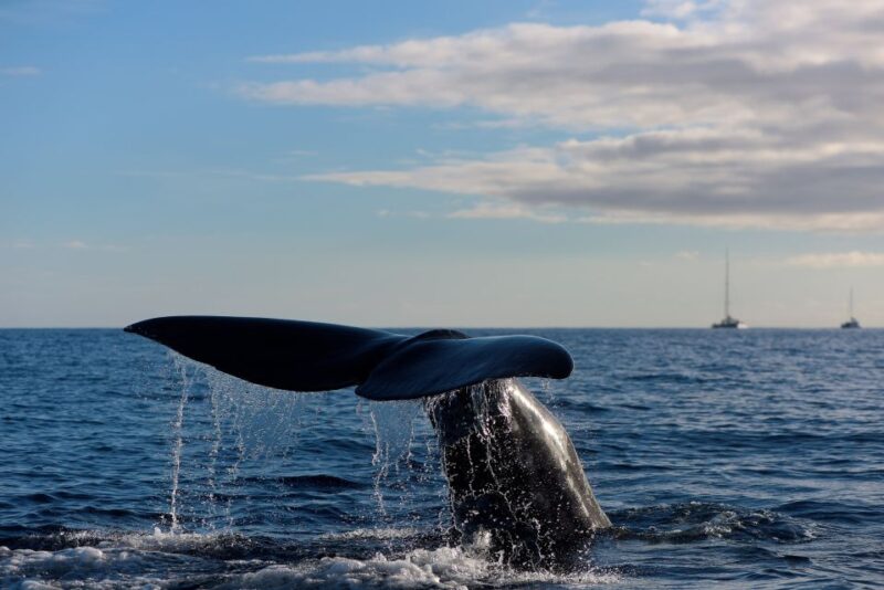 From Machico: Madeira Whale and Dolphin Watching Boat Tour - Key Points