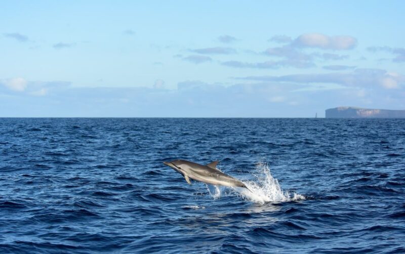 From Machico: Madeira Whale and Dolphin Watching Boat Tour - How the Madeira Whale and Dolphin Tour Begins at the Marina Machico
