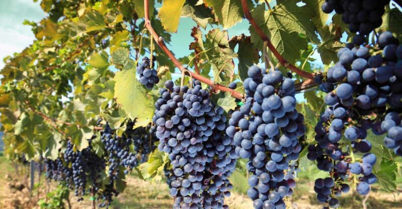 From Madrid: Alcalá de Henares, Winery Tour & Wine Tasting - Key Points