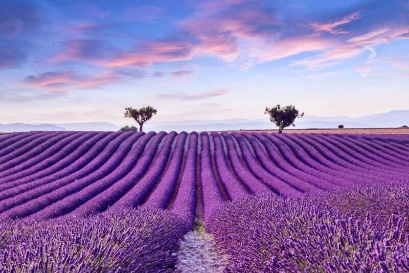 From Madrid: Day Trip to Brihuega Lavender Fields - Discover the Lavender Fields of Brihuega on a Day Trip from Madrid