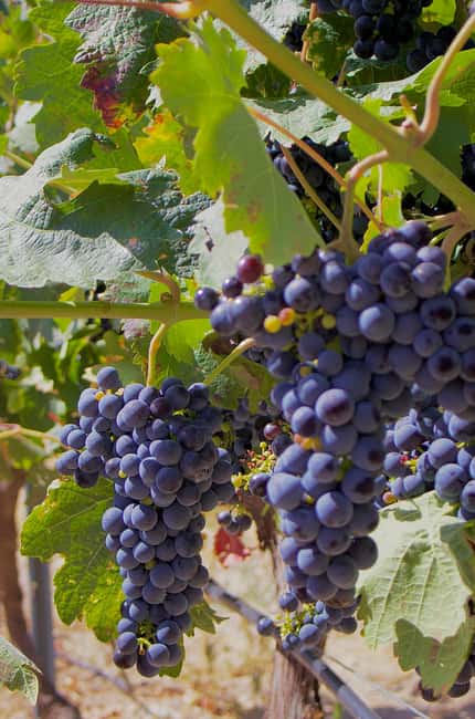 From Madrid: Visit Cuenca and a vineyard in the Spanish Tuscany - Authentic Regional Lunch at a Traditional Restaurant