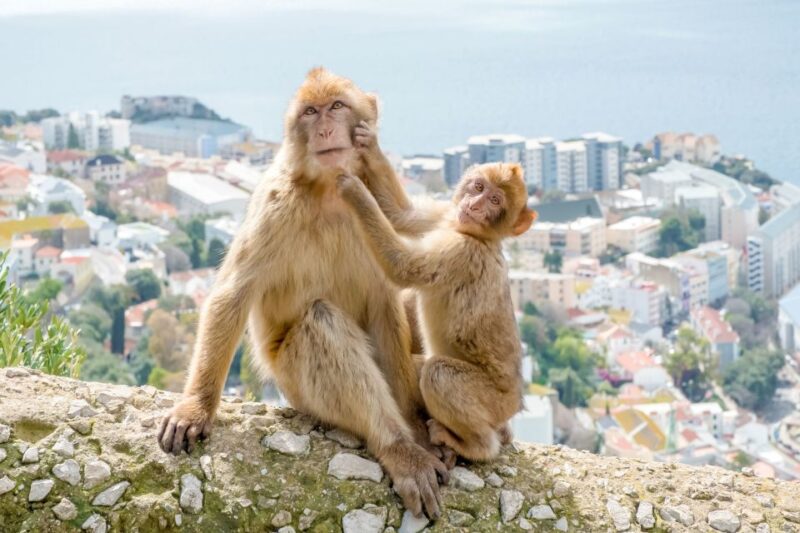 From Malaga and Costa del Sol: Gibraltar Sightseeing Tour - Optional Shopping and Photographs from Europa Point