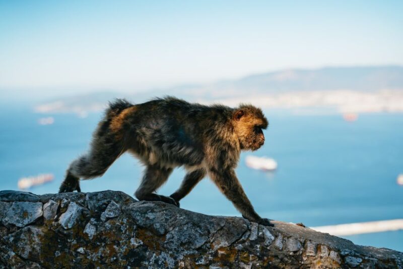 From Malaga and Costa del Sol: Gibraltar Tour - Why This Tour Is a Great Choice