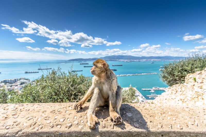 From Malaga and Costa del Sol: Gibraltar Tour - Flexibility and Optional Activities