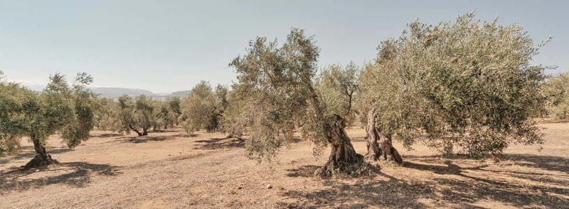 From Malaga: Antequera Heritage and Oil Mill land - Discovering Antequera’s Heritage and Industry from Malaga