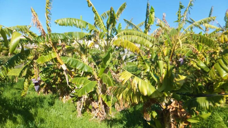 From Malaga: Cliffs of Maro Hike w/ Beach Visit & Snorkeling - Comparing to Similar Experiences