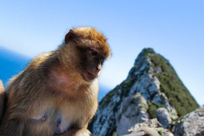 From Malaga, Gibraltar excursion with transport - Departure from Malaga and Transport Details