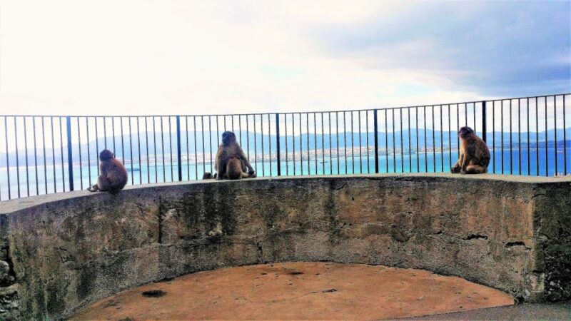 From Málaga or Marbella: Private Gibraltar Tour - Inside the Gibraltar Nature Reserve: St. Michaels Cave and More