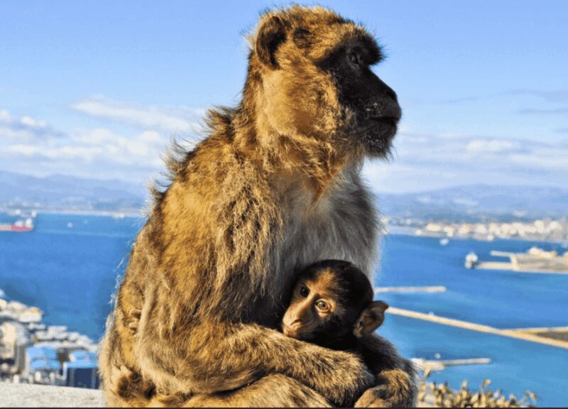 From Malaga: Private Gibraltar Highlights Day Trip - The Benefits of a Private Guided Experience