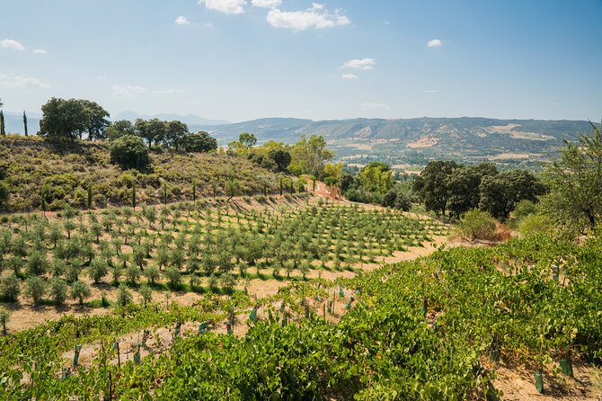 From Malaga: Ronda, Wine & Olive Oil Tasting Premium Small Group - Included Features and Practical Details