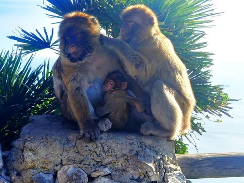 From Marbella: Guided Private Trip to Gibraltar and Estepona - Discover Gibraltar and Estepona on a Private 8-Hour Trip from Marbella