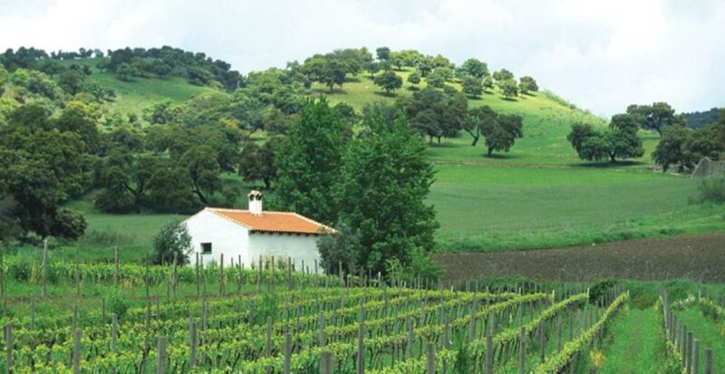 From Marbella: Ronda Tour Wineries Tour with Lunch - Scenic Drive through the Serranía de Ronda