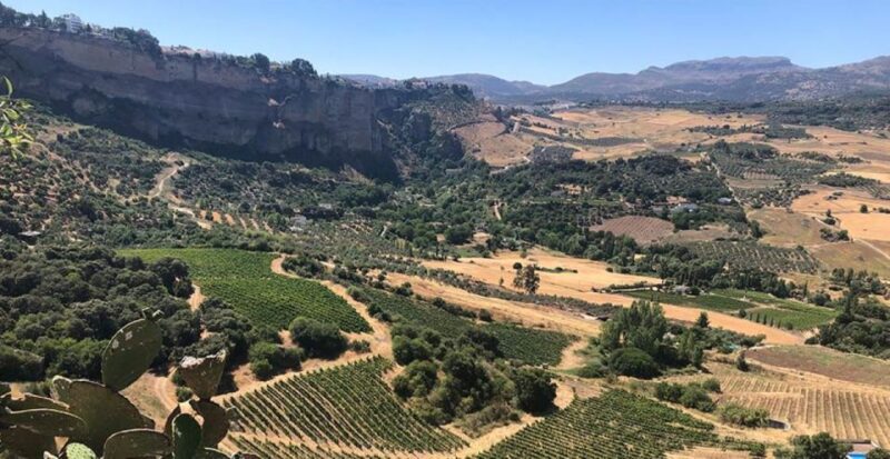 From Marbella: Ronda Tour Wineries Tour with Lunch - Tour of a Local Winery with Tasting of Three Red Wines