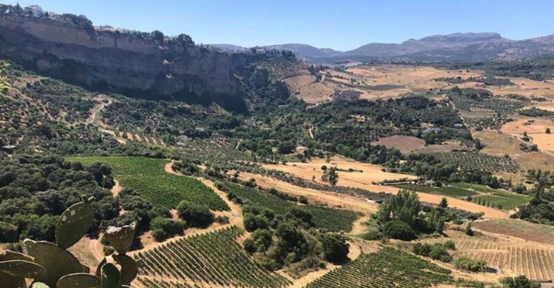 From Marbella: Ronda Tour Wineries Tour with Lunch - The Guides’ Knowledge and Personal Touch