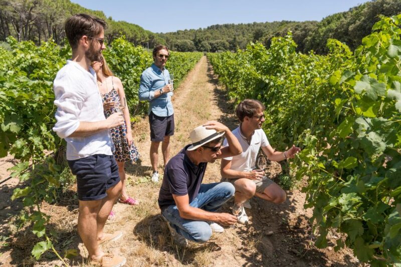 From Marseille: Bandol & Cassis Full-day Wine tour - Discover the Vineyards of Bandol and Cassis from Marseille
