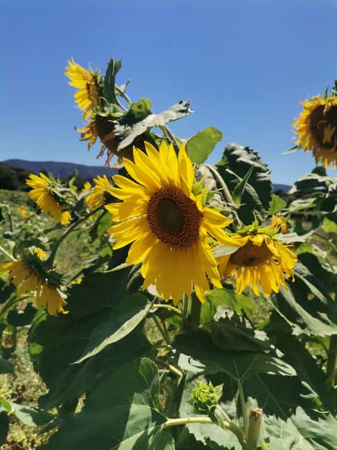 From Marseille: Customizable Private Day Tour of Provence - Markets, Antiquities, and Cultural Stops in LIsle-sur-la-Sorgue and Avignon