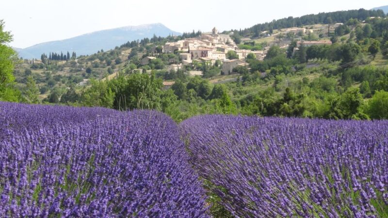 From Marseille: Lavender Full-Day Trip to Sault - Visiting a Local Lavender Producer: Behind the Scenes of Provence’s Signature Industry