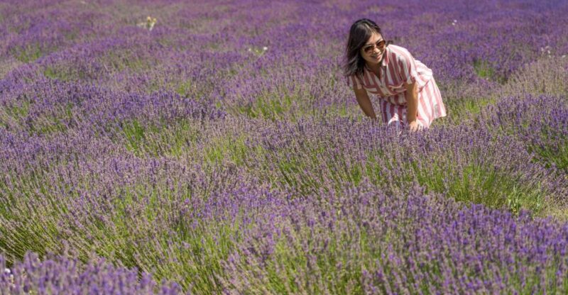 From Marseille: Valensole Lavender Full-Day tour - Discovering the Lavender of Provence