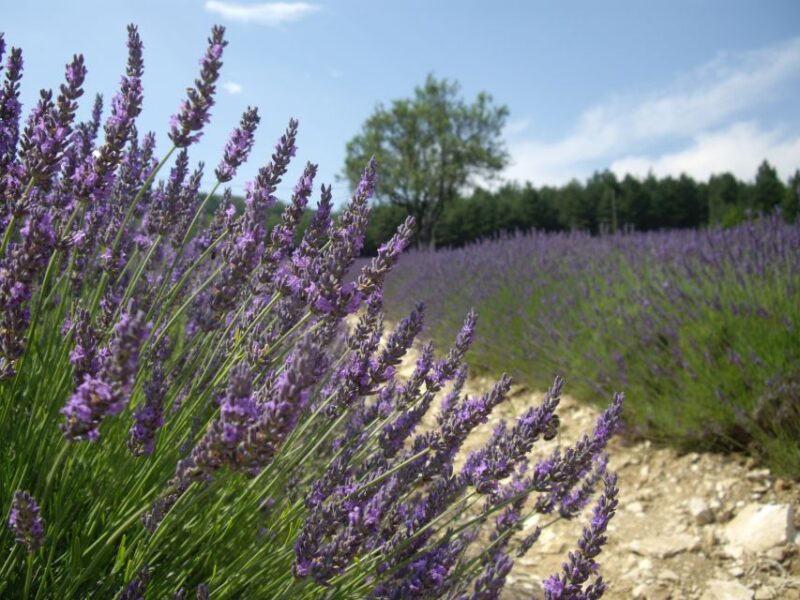 From Marseille: Valensole Lavenders Tour from Cruise Port - Exploring the Lavender of Provence from Marseille