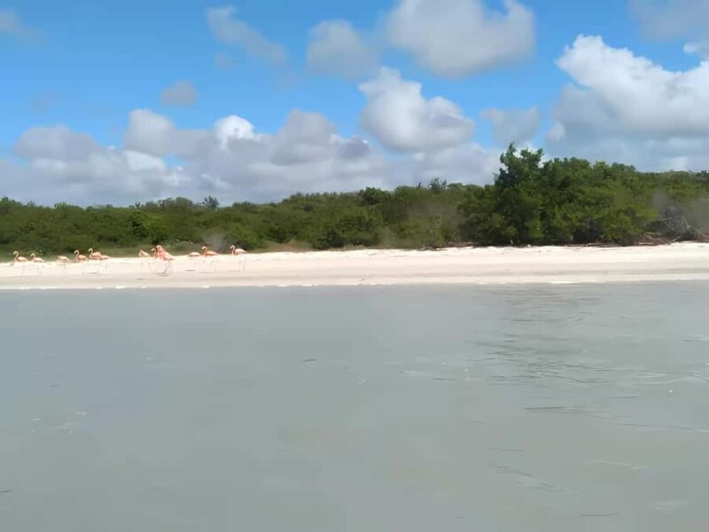 From Mérida: Celestún, flamingos, and the beach - Explore the Unique Wildlife and Scenery of Celestún with a Full-Day Tour from Mérida