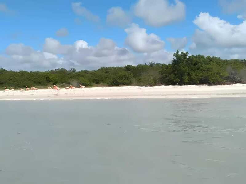 From Mérida: Celestún, flamingos, and the beach - Practical Tips and Considerations