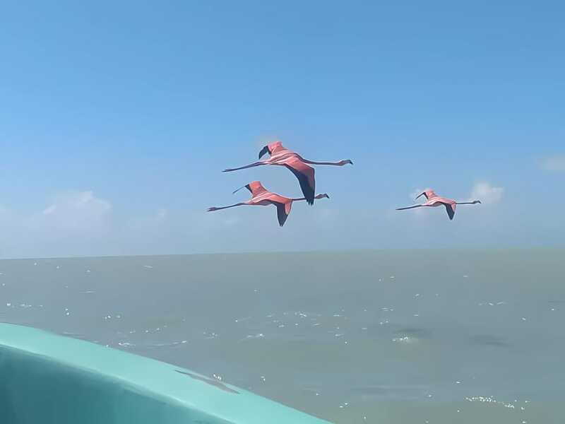 From Mérida: Celestún, flamingos, and the beach - Highlights in the Reviews: A Mix of Strengths and Room for Improvement