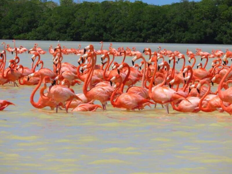 From Merida to Celestún: Biosphere, Flamingos & Beach Escape - Key Points