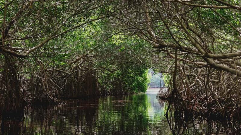 From Merida to Celestún: Biosphere, Flamingos & Beach Escape - Optional Boat Tour and Additional Fees