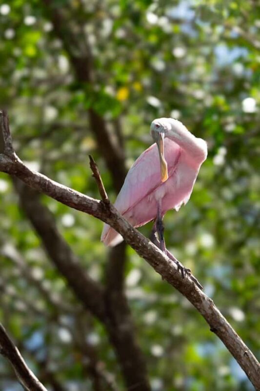 From Merida to Celestún: Biosphere, Flamingos & Beach Escape - Final Thoughts on the Celestún Eco-Experience