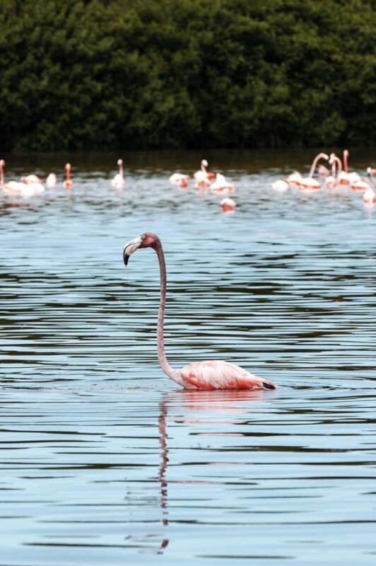 From Merida to Celestún: Biosphere, Flamingos & Beach Escape - Frequently Asked Questions