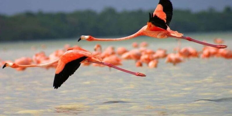 From Merida: Transfer to Celestun and Sisal - Explore Yucatán’s Coastal Gems: Sisal and Celestun from Merida for $93