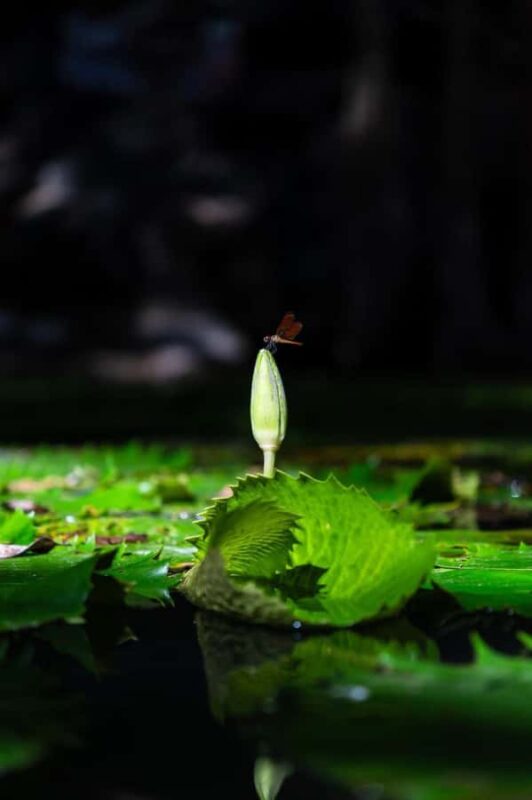 From Mérida:Explore 4 Rural Cenotes with a Traditional lunch - The Role of the Guides and Cultural Insights