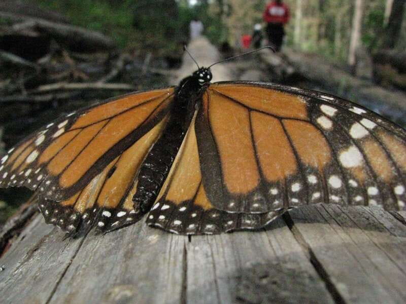 From Mexico City: 7-Day Monarch Butterfly Tour - Enjoying a Free Day in Valle de Bravo