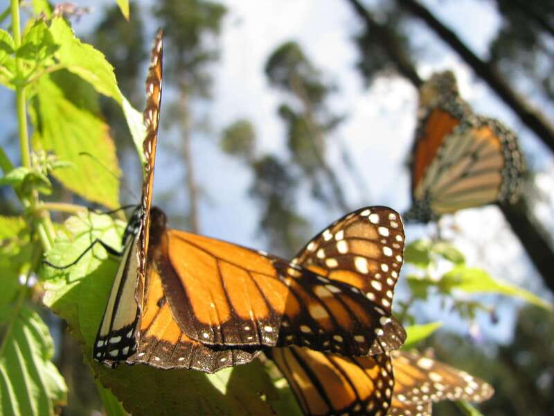 From Mexico City: 7-Day Monarch Butterfly Tour - The Sanctuaries: Piedra Herrada vs. Capulin