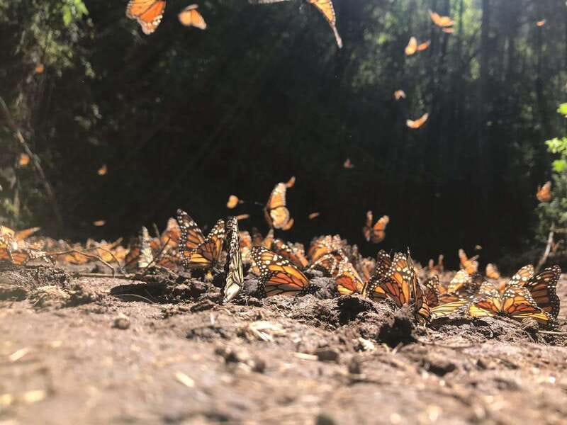 From Mexico City: 7-Day Monarch Butterfly Tour - Who Will Appreciate This Tour
