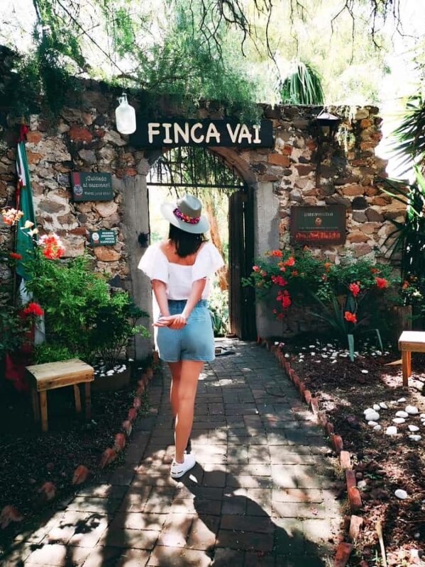 From Mexico City: Wine, Cheese, and Art Culinary Tour in Queretaro - Visiting a Real Winery and Vineyard in Querétaro