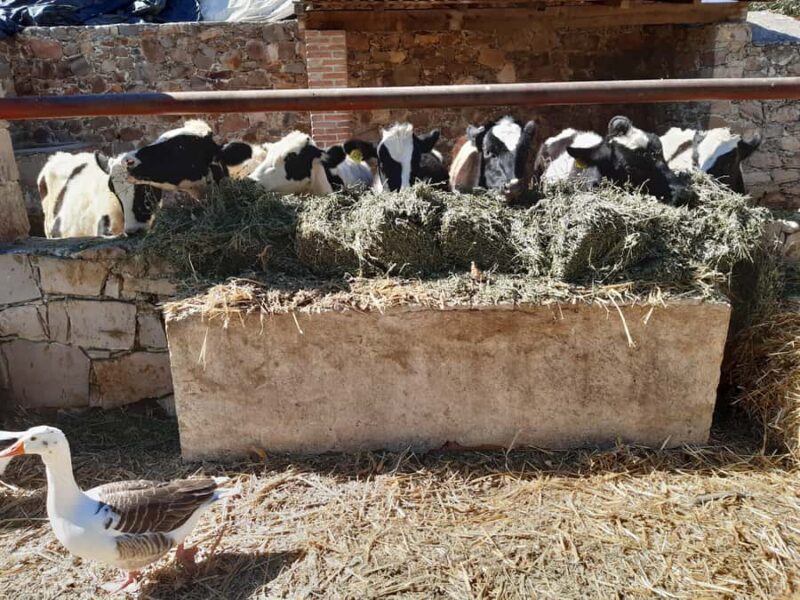 From Mexico City: Wine, Cheese, and Art Culinary Tour in Queretaro - Who Will Appreciate This Tour Most